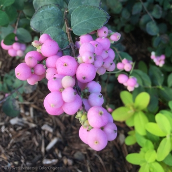 Symphoricarpos 'Sofie' PP21226