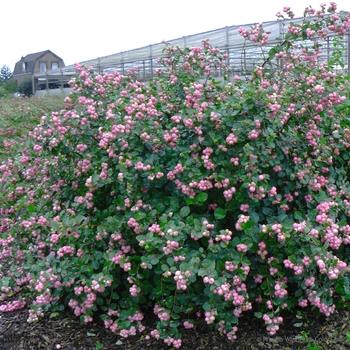 Symphoricarpos 'Sofie' PP21226