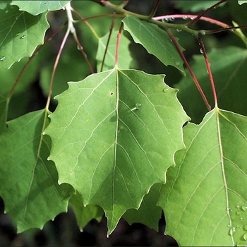 Populus grandidentata