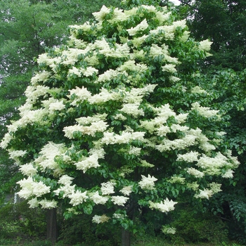 Syringa reticulata 'Summer Storm' PPAF