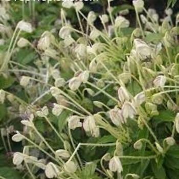 Clerodendrum incisum