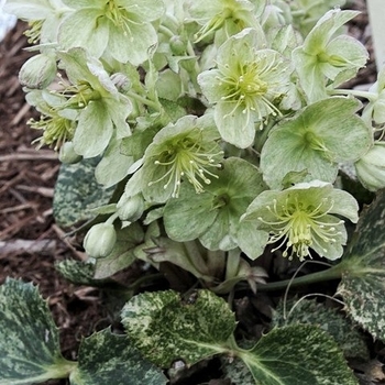 Helleborus 'Snow Fever' 