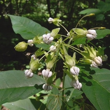 Asclepias exaltata