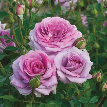 Rosa 'WEKwibysicpep' PPAF
