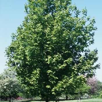Acer saccharum 'Crescendo™' 'Morton'