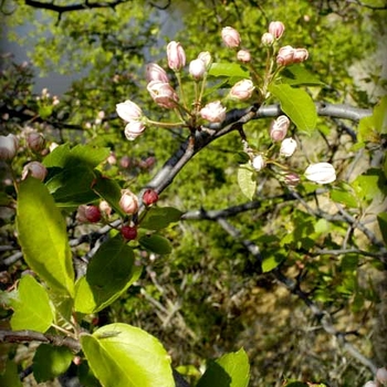 Malus ioensis