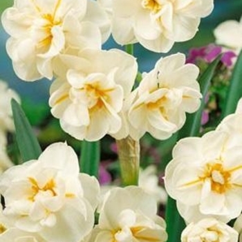 Narcissus 'Mount Hood' 