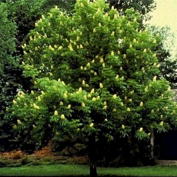 Aesculus octandra