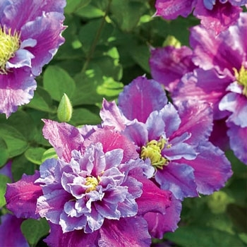 Clematis 'Piilu™' 