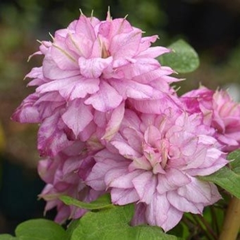 Clematis 'Innocent Glance' 