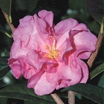Camellia japonica 'Ballet in Pink' 