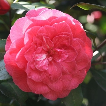 Camellia japonica 'Rosea Superba' 