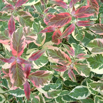 Cornus florida 'Firebird' Fircomz