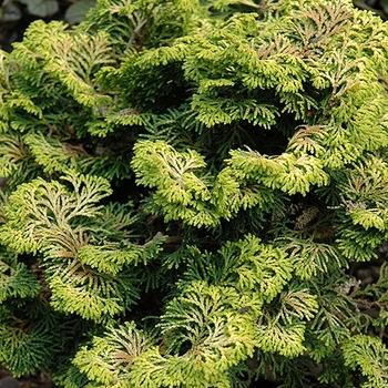 Chamaecyparis obtusa 'Lynn's Golden' 