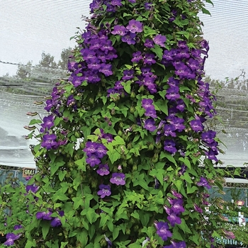 Angelonia 'Blue' PPAF