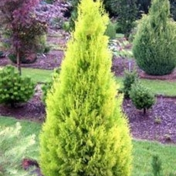 Thuja orientalis 'Columnaris Aurea' 