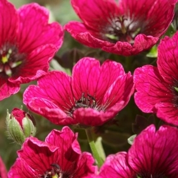 Geranium cinereum 'Jolly Jewel Lilac' 