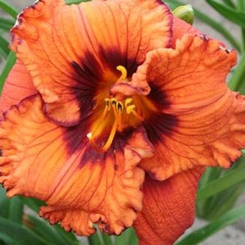 Hemerocallis 'Blaze of Glory' 