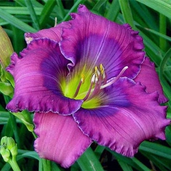 Hemerocallis 'Lavender Blue Baby' 
