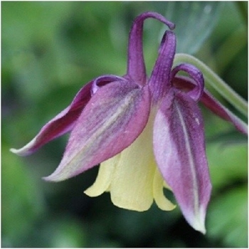 Aquilegia flabellata 'Blackcurrant Ice' 