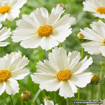 Coreopsis 'Polaris' 