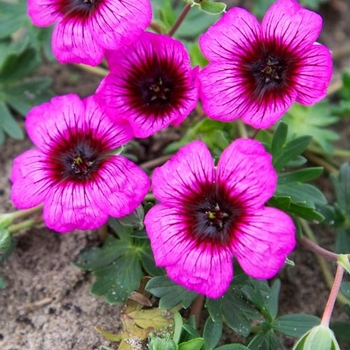 Geranium cinereum 'Jolly Jewel Silver' 