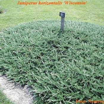 Juniperus horizontalis 'Wisconsin' 