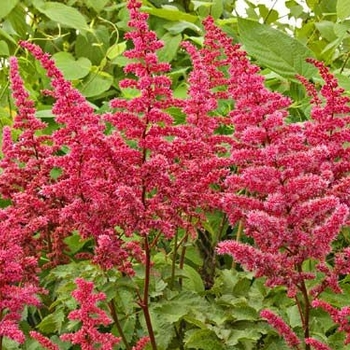 Astilbe 'Alive and Kicking' 