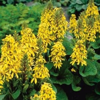 Ligularia 'Little Lantern' 