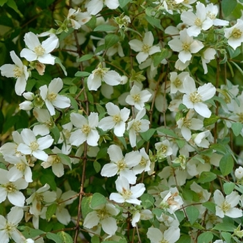 Philadelphus microphyllus