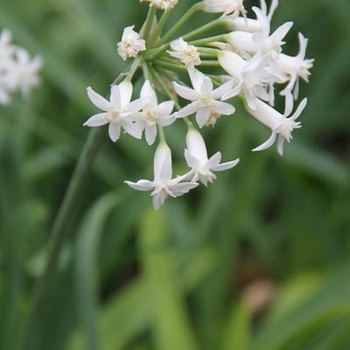 Tulbaghia fragrans 'Alba' 