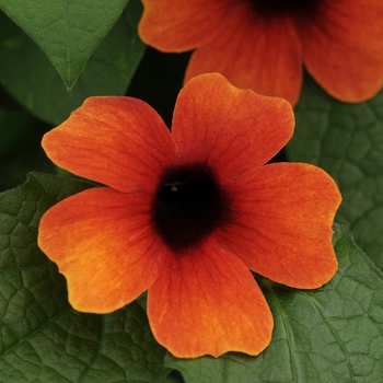 Thunbergia alata 'Apricot A-Peel®'