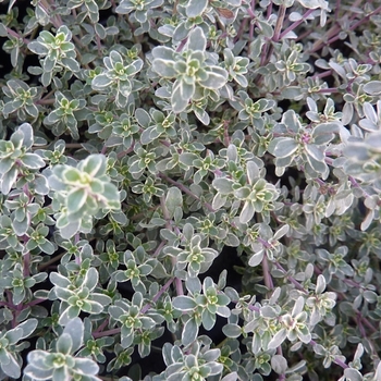 Thymus vulgaris 'Silver Posie' 