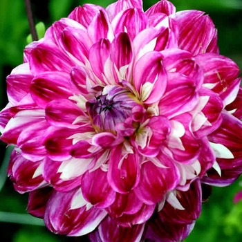 Dahlia 'Optic Illusion' 