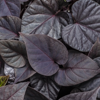 Ipomoea batatas Proven Accents® 'Sweet Caroline Sweetheart Jet Black™'