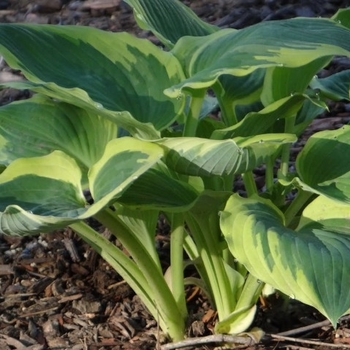 Hosta 'Band of Gold' 