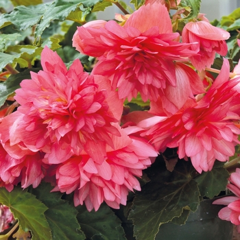 Begonia 'Pink' 