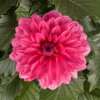 Dahlia 'Grande Mendoza' USPPAF