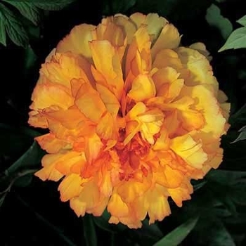 Paeonia suffruticosa 'Kin-kaku' 