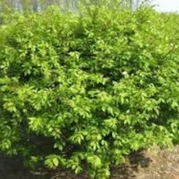 Euonymus fortunei 'Grezam' 