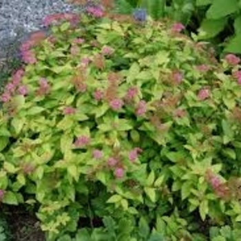 Spiraea japonica 'Candlelight' 