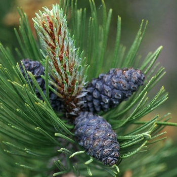 Pinus heldreichii (leucodermis) 'Indigo Eyes' 