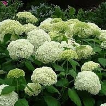 Hydrangea arborescens 'Bounty' 