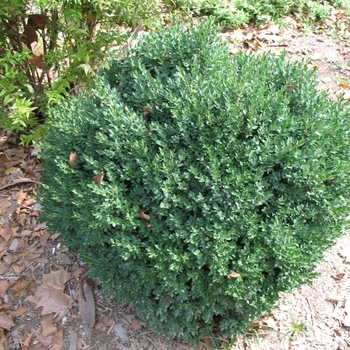 Buxus 'Green Mound' 