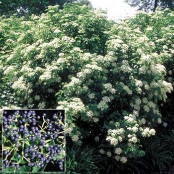 Viburnum x rhytidophylloides 'Fenceline' 