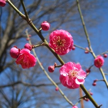 Prunus mume 'Kobai' 