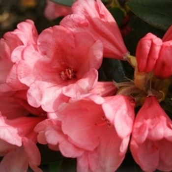 Rhododendron 'Yaku Cupcake' 