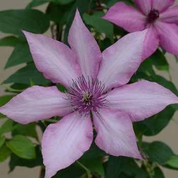 Clematis 'Evipo051' 