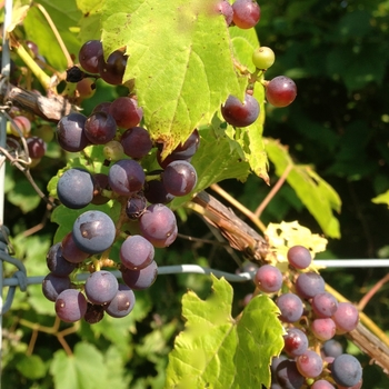 Vitis riparia 