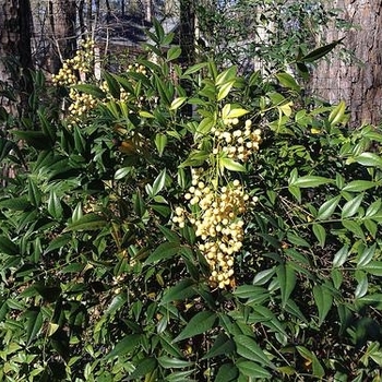 Nandina domestica 'Alba' 